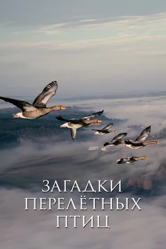 Фильм Загадки перелётных птиц (2014)